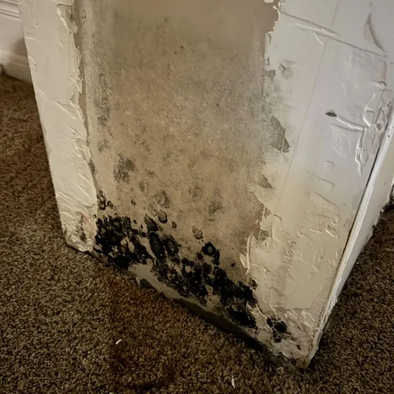 Professional Mold Removal in Osceola, AR